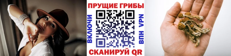 kraken как зайти купить наркотики цена Калининград Псилоцибиновые грибы MAGIC MUSHROOMS